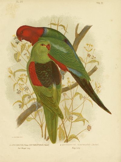 Red-Winged Lori or Red-Winged Parrot, 1891 by Gracius Broinowski